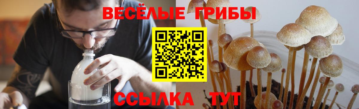 Псилоцибиновые грибы GOLDEN TEACHER  Вход с VPN  Свободный 